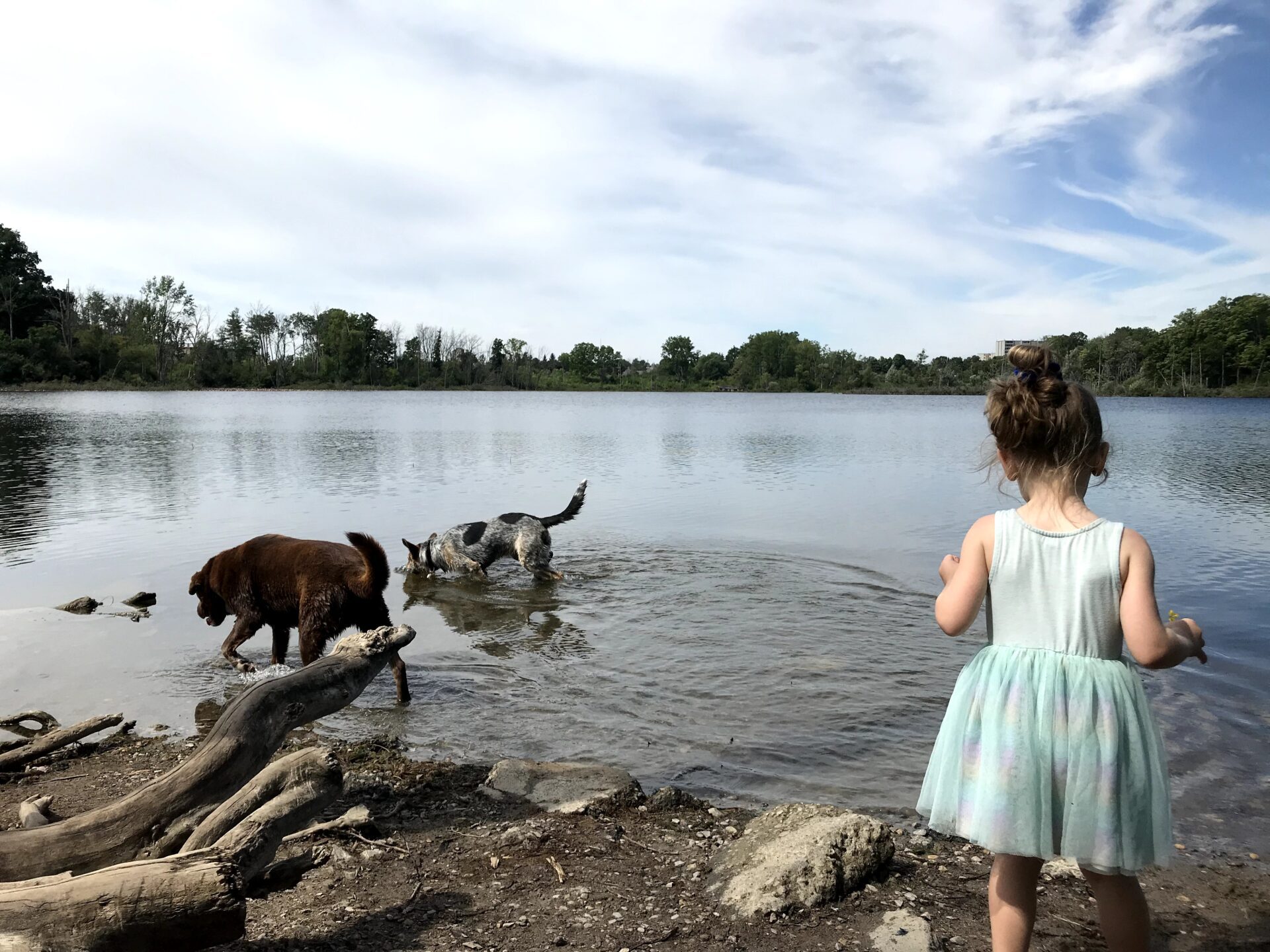 Dogs at the Pond Dogs at the Pond